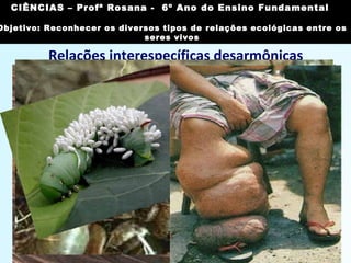 Relações interespecíficas desarmônicas
Parasitismo:
• uma das espécies (normalmente
a menor) vive sobre (ou dentro)
da outra, alimentando-se dela
sem, geralmente, matá-la;
• exemplos: lombriga (no intestino
humano), piolho, etc.
Imagem: Soebe/ GNU Free Documentation License
CIÊNCIAS, 7º Ano do Ensino Fundamental
Reconhecer os diversos tipos de relações ecológicas
entre os seres vivos
CIÊNCIAS – Profª Rosana - 6º Ano do Ensino Fundamental
Objetivo: Reconhecer os diversos tipos de relações ecológicas entre os
seres vivos
 
