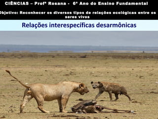 Relações interespecíficas desarmônicas
Competição interespecífica:
• disputa entre indivíduos de
espécies diferentes por recursos
do meio que não existem em
quantidade suficiente para todos;
• exemplo: animais que têm o
mesmo tipo de alimento (leões e
hienas, por exemplo).
Imagem: lubye13/ Creative Commons Attribution-Share Alike 2.0
Generic
CIÊNCIAS, 7º Ano do Ensino Fundamental
Reconhecer os diversos tipos de relações ecológicas
entre os seres vivos
CIÊNCIAS – Profª Rosana - 6º Ano do Ensino Fundamental
Objetivo: Reconhecer os diversos tipos de relações ecológicas entre os
seres vivos
 