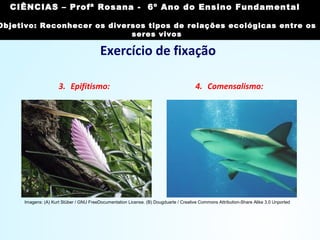 Exercício de fixação
3. Epifitismo: 4. Comensalismo:
Imagens: (A) Kurt Stüber / GNU FreeDocumentation License. (B) Dougduarte / Creative Commons Attribution-Share Alike 3.0 Unported
CIÊNCIAS, 7º Ano do Ensino Fundamental
Reconhecer os diversos tipos de relações ecológicas
entre os seres vivos
CIÊNCIAS – Profª Rosana - 6º Ano do Ensino Fundamental
Objetivo: Reconhecer os diversos tipos de relações ecológicas entre os
seres vivos
 