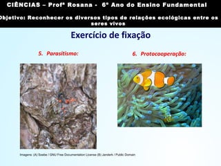 Exercício de fixação
5. Parasitismo: 6. Protocooperação:
Imagens: (A) Soebe / GNU Free Documentation License (B) Janderk / Public Domain
CIÊNCIAS, 7º Ano do Ensino Fundamental
Reconhecer os diversos tipos de relações ecológicas
entre os seres vivos
CIÊNCIAS – Profª Rosana - 6º Ano do Ensino Fundamental
Objetivo: Reconhecer os diversos tipos de relações ecológicas entre os
seres vivos
 