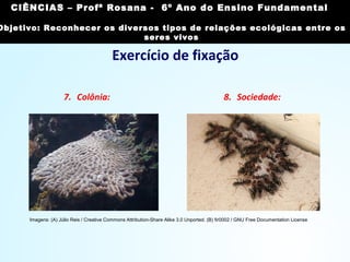 Exercício de fixação
7. Colônia: 8. Sociedade:
Imagens: (A) Júlio Reis / Creative Commons Attribution-Share Alike 3.0 Unported. (B) fir0002 / GNU Free Documentation License
CIÊNCIAS, 7º Ano do Ensino Fundamental
Reconhecer os diversos tipos de relações ecológicas
entre os seres vivos
CIÊNCIAS – Profª Rosana - 6º Ano do Ensino Fundamental
Objetivo: Reconhecer os diversos tipos de relações ecológicas entre os
seres vivos
 