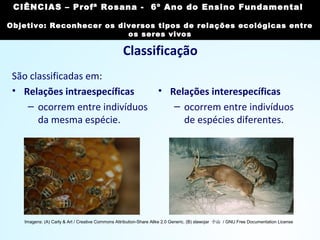 Classificação
São classificadas em:
• Relações intraespecíficas
– ocorrem entre indivíduos
da mesma espécie.
• Relações interespecíficas
– ocorrem entre indivíduos
de espécies diferentes.
Imagens: (A) Carly & Art / Creative Commons Attribution-Share Alike 2.0 Generic. (B) slawojar 小山 / GNU Free Documentation License
CIÊNCIAS, 7º Ano do Ensino Fundamental
Reconhecer os diversos tipos de relações
ecológicas entre os seres vivos
CIÊNCIAS – Profª Rosana - 6º Ano do Ensino Fundamental
Objetivo: Reconhecer os diversos tipos de relações ecológicas entre
os seres vivos
 