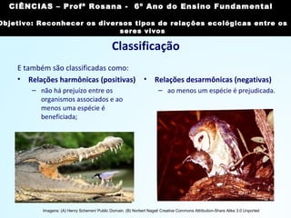 Classificação
E também são classificadas como:
• Relações harmônicas (positivas)
– não há prejuízo entre os
organismos associados e ao
menos uma espécie é
beneficiada;
• Relações desarmônicas (negativas)
– ao menos um espécie é prejudicada.
Imagens: (A) Henry Scherren/ Public Domain. (B) Norbert Nagel/ Creative Commons Attribution-Share Alike 3.0 Unported
CIÊNCIAS, 7º Ano do Ensino Fundamental
Reconhecer os diversos tipos de relações ecológicas
entre os seres vivos
CIÊNCIAS – Profª Rosana - 6º Ano do Ensino Fundamental
Objetivo: Reconhecer os diversos tipos de relações ecológicas entre os
seres vivos
 