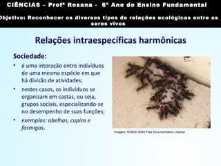 Relações intraespecíficas harmônicas
Sociedade:
• é uma interação entre indivíduos
de uma mesma espécie em que
há divisão de atividades;
• nestes casos, os indivíduos se
organizam em castas, ou seja,
grupos sociais, especializando-se
no desempenho de suas funções;
• exemplos: abelhas, cupins e
formigas.
Imagem: fir0002/ GNU Free Documentation License
CIÊNCIAS, 7º Ano do Ensino Fundamental
Reconhecer os diversos tipos de relações ecológicas
entre os seres vivos
CIÊNCIAS – Profª Rosana - 6º Ano do Ensino Fundamental
Objetivo: Reconhecer os diversos tipos de relações ecológicas entre os
seres vivos
 