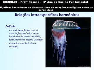 Relações intraespecíficas harmônicas
Colônia:
• é uma interação em que há
associação anatômica entre
indivíduos da mesma espécie,
formando uma mesma unidade;
• exemplos: coral-cérebro e
caravela.
Imagem: Júlio Reis/ Creative Commons Attribution-Share Alike 3.0
Unported
CIÊNCIAS, 7º Ano do Ensino Fundamental
Reconhecer os diversos tipos de relações ecológicas
entre os seres vivos
CIÊNCIAS – Profª Rosana - 6º Ano do Ensino Fundamental
Objetivo: Reconhecer os diversos tipos de relações ecológicas entre os
seres vivos
 