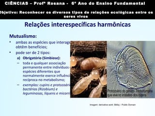 Relações interespecíficas harmônicas
Mutualismo:
• ambas as espécies que interagem
obtêm benefícios;
• pode ser de 2 tipos:
a) Obrigatório (Simbiose):
– toda e qualquer associação
permanente entre indivíduos de
espécies diferentes que
normalmente exerce influência
recíproca no metabolismo;
– exemplos: cupins e protozoários,
bactérias (Rizobium) e
leguminosas, líquens e micorriza.
Imagem: derivative work: Bildoj / Public Domain
CIÊNCIAS, 7º Ano do Ensino Fundamental
Reconhecer os diversos tipos de relações ecológicas
entre os seres vivos
CIÊNCIAS – Profª Rosana - 6º Ano do Ensino Fundamental
Objetivo: Reconhecer os diversos tipos de relações ecológicas entre os
seres vivos
 
