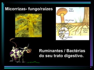 Ruminantes / Bactérias
do seu trato digestivo.
Micorrizas- fungo/raízes
 