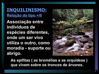 Associação entre
indivíduos de
espécies diferentes,
onde um ser vivo
utiliza o outro, como
moradia - suporte ou
abrigo.
INQUILINISMO:
Relação do tipo +/0
As epífitas ( as bromélias e as orquídeas )
que vivem sobre os troncos de árvores.
 