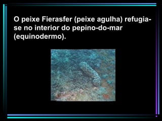 O peixe Fierasfer (peixe agulha) refugia-
se no interior do pepino-do-mar
(equinodermo).
 