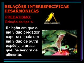Relação em que o
indivíduo predador
captura e mata um
indivíduo de outra
espécie, a presa,
que lhe servirá de
alimento.
PREDATISMO:
Relação do tipo +/-
RELAÇÕES INTERESPECÍFICAS
DESARMÔNICAS
 