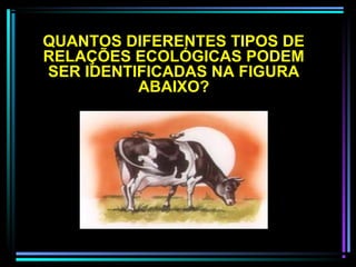 QUANTOS DIFERENTES TIPOS DE
RELAÇÕES ECOLÓGICAS PODEM
SER IDENTIFICADAS NA FIGURA
ABAIXO?
 