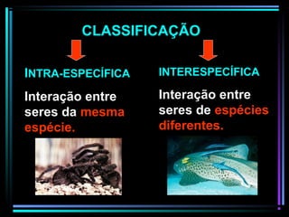 INTERESPECÍFICA
Interação entre
seres de espécies
diferentes.
CLASSIFICAÇÃO
INTRA-ESPECÍFICA
Interação entre
seres da mesma
espécie.
 