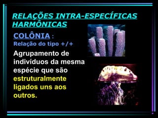 RELAÇÕES INTRA-ESPECÍFICAS
HARMÔNICAS
COLÔNIA :
Relação do tipo +/+
Agrupamento de
indivíduos da mesma
espécie que são
estruturalmente
ligados uns aos
outros.
 
