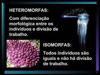 HETEROMORFAS:
Com diferenciação
morfológica entre os
indivíduos e divisão de
trabalho.
ISOMORFAS:
Todos indivíduos são
iguais e não há divisão
de trabalho.
 