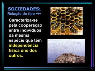 Caracteriza-se
pela cooperação
entre indivíduos
da mesma
espécie que têm
independência
física uns dos
outros.
SOCIEDADES:
Relação do tipo +/+
 
