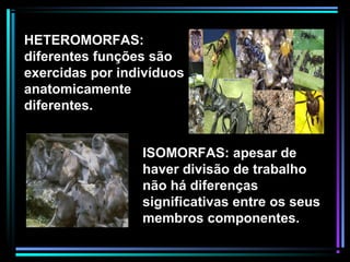 HETEROMORFAS:
diferentes funções são
exercidas por indivíduos
anatomicamente
diferentes.
ISOMORFAS: apesar de
haver divisão de trabalho
não há diferenças
significativas entre os seus
membros componentes.
 