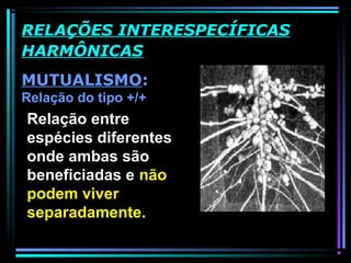 MUTUALISMO:
Relação do tipo +/+
RELAÇÕES INTERESPECÍFICAS
HARMÔNICAS
Relação entre
espécies diferentes
onde ambas são
beneficiadas e não
podem viver
separadamente.
 