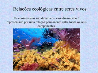 Os ecossistemas são dinâmicos, esse dinamismo é
representado por uma relação permanente entre todos os seus
componentes.
Relações ecológicas entre seres vivos
 
