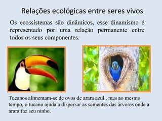 Os ecossistemas são dinâmicos, esse dinamismo é
representado por uma relação permanente entre
todos os seus componentes.
Relações ecológicas entre seres vivos
Tucanos alimentam-se de ovos de arara azul , mas ao mesmo
tempo, o tucano ajuda a dispersar as sementes das árvores onde a
arara faz seu ninho.
 
