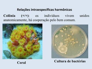 Relações intraespecíficas harmônicas
Colônia (+/+): os indivíduos vivem unidos
anatomicamente, há cooperação pelo bem comum.
Coral Cultura de bactérias
 