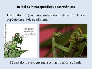 Relações intraespecíficas desarmônicas
Canibalismo (+/-): um indivíduo mata outro de sua
espécie para dele se alimentar.
Fêmea do louva-deus mata o macho após a cópula
 