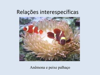 Relações interespecíficas
Anêmona e peixe palhaço
 