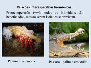 Relações interespecíficas harmônicas
Protocooperação (+/+): todos os indivíduos são
beneficiados, mas ao serem isolados sobrevivem.
Paguro e anêmona Pássaro - palito e crocodilo
 