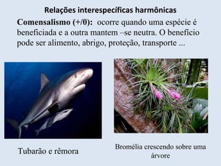 Relações interespecíficas harmônicas
Comensalismo (+/0): ocorre quando uma espécie é
beneficiada e a outra mantem –se neutra. O benefício
pode ser alimento, abrigo, proteção, transporte ...
Tubarão e rêmora
Bromélia crescendo sobre uma
árvore
 
