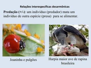 Relações interespecíficas desarmônicas
Predação (+/-): um indivíduo (predador) mata um
indivíduo de outra espécie (presa) para se alimentar.
Joaninha e pulgões Harpia maior ave de rapina
brasileira
 