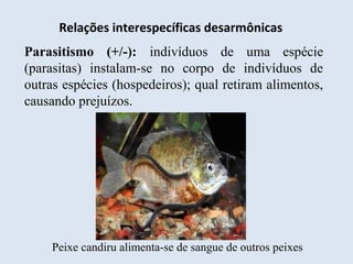 Relações interespecíficas desarmônicas
Parasitismo (+/-): indivíduos de uma espécie
(parasitas) instalam-se no corpo de indivíduos de
outras espécies (hospedeiros); qual retiram alimentos,
causando prejuízos.
Peixe candiru alimenta-se de sangue de outros peixes
 