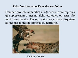 Relações interespecíficas desarmônicas
Competição interespecífica (+/-): ocorre entre espécies
que apresentam o mesmo nicho ecológico ou estes são
muito semelhantes. Ou seja, estes organismos disputam
as mesmas fontes de alimento ou território.
Abutres e hienas
 