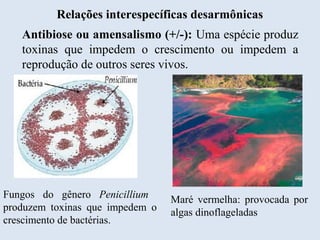 Relações interespecíficas desarmônicas
Antibiose ou amensalismo (+/-): Uma espécie produz
toxinas que impedem o crescimento ou impedem a
reprodução de outros seres vivos.
Maré vermelha: provocada por
algas dinoflageladas
Fungos do gênero Penicillium
produzem toxinas que impedem o
crescimento de bactérias.
 