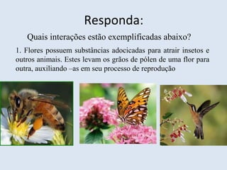 Responda:
Quais interações estão exemplificadas abaixo?
1. Flores possuem substâncias adocicadas para atrair insetos e
outros animais. Estes levam os grãos de pólen de uma flor para
outra, auxiliando –as em seu processo de reprodução
 