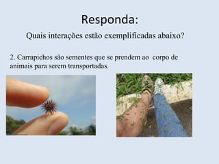 Responda:
Quais interações estão exemplificadas abaixo?
2. Carrapichos são sementes que se prendem ao corpo de
animais para serem transportadas.
 