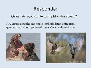 Responda:
Quais interações estão exemplificadas abaixo?
5.Algumas espécies são muito territorialistas, enfrentam
qualquer indivíduo que invada sua aérea de dominância.
 