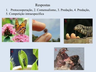 1. Protocooperação, 2. Comensalismo, 3. Predação, 4. Predação,
5. Competição intraespecífica
1. 2. 3.
4. 5.
Respostas
 