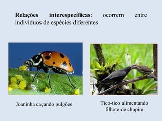 Relações interespecíficas: ocorrem entre
indivíduos de espécies diferentes
Joaninha caçando pulgões Tico-tico alimentando
filhote de chupim
 