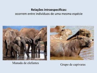 Relações intraespecíficas:
ocorrem entre indivíduos de uma mesma espécie
Manada de elefantes Grupo de capivaras
 