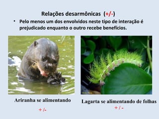 Relações desarmônicas (+/-)
• Pelo menos um dos envolvidos neste tipo de interação é
prejudicado enquanto o outro recebe benefícios.
Ariranha se alimentando
+ /-
Lagarta se alimentando de folhas
+ / -
 