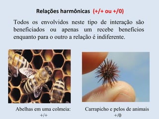 Relações harmônicas (+/+ ou +/0)
Todos os envolvidos neste tipo de interação são
beneficiados ou apenas um recebe benefícios
enquanto para o outro a relação é indiferente.
Abelhas em uma colmeia:
+/+
Carrapicho e pelos de animais
+/0
 