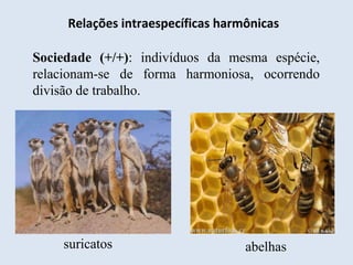 Relações intraespecíficas harmônicas
Sociedade (+/+): indivíduos da mesma espécie,
relacionam-se de forma harmoniosa, ocorrendo
divisão de trabalho.
suricatos abelhas
 