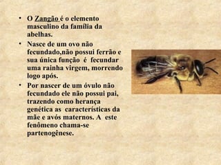 • O Zangão é o elemento
masculino da família da
abelhas.
• Nasce de um ovo não
fecundado,não possui ferrão e
sua única função é fecundar
uma rainha virgem, morrendo
logo após.
• Por nascer de um óvulo não
fecundado ele não possui pai,
trazendo como herança
genética as características da
mãe e avós maternos. A este
fenômeno chama-se
partenogênese.

 