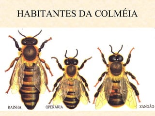 HABITANTES DA COLMÉIA

 
