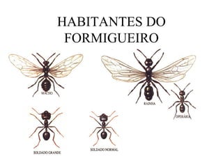 HABITANTES DO
FORMIGUEIRO

 