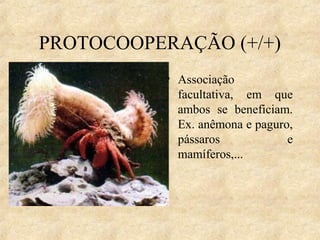 PROTOCOOPERAÇÃO (+/+)
• Associação
facultativa, em que
ambos se beneficiam.
Ex. anêmona e paguro,
pássaros
e
mamíferos,...

 
