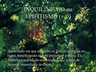 INQUILINISMO ou
EPIFITISMO (+/0)

• Associação em que um deles se fixa ou se abriga no
outro, beneficiando-se sem prejudicar o outro. Ex.
fierasfer e pepino-do-mar, orquídeas e tronco de
árvores, bromélias e árvores, ...

 