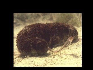 Fierásfer e holotúria

 