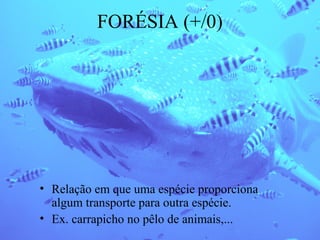 FORÉSIA (+/0)

• Relação em que uma espécie proporciona
algum transporte para outra espécie.
• Ex. carrapicho no pêlo de animais,...

 