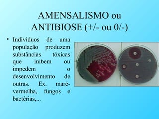 AMENSALISMO ou
ANTIBIOSE (+/- ou 0/-)
• Indivíduos de uma
população produzem
substâncias
tóxicas
que
inibem
ou
impedem
o
desenvolvimento de
outras. Ex. marévermelha, fungos e
bactérias,...

 