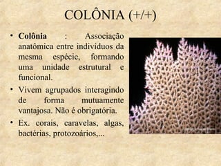COLÔNIA (+/+)
• Colônia
:
Associação
anatômica entre indivíduos da
mesma espécie, formando
uma unidade estrutural e
funcional.
• Vivem agrupados interagindo
de
forma
mutuamente
vantajosa. Não é obrigatória.
• Ex. corais, caravelas, algas,
bactérias, protozoários,...

 